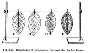 Vaseline leaf experiment