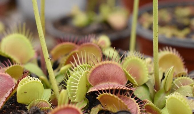 Facts about carnivorous plants venus flytrap