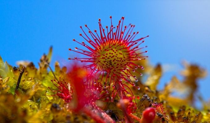 Sundew - Facts about carnivorous plants