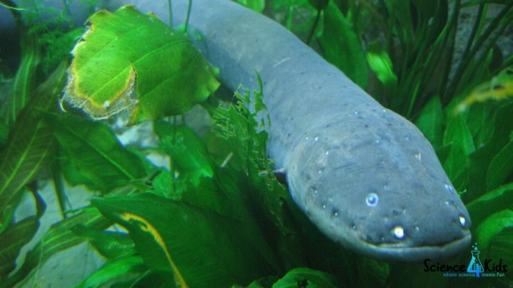 Amazing facts about electric eel