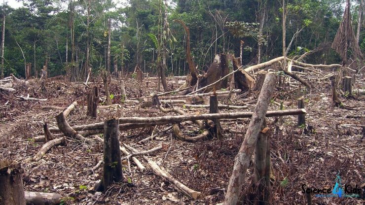 Slash and burn agriculture in Amazon