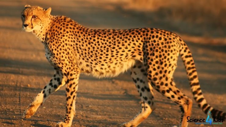 Fastest Animals in the World | Amazing Animal Facts for Kids