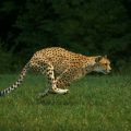 Fastest animal in the world
