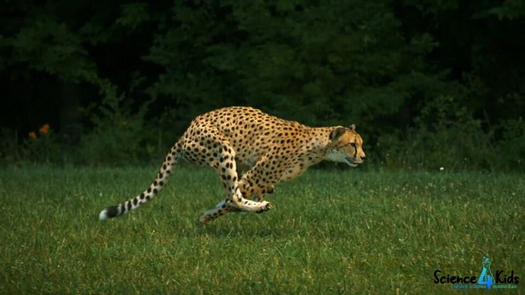 Fastest Animals in the World | Amazing Animal Facts for Kids