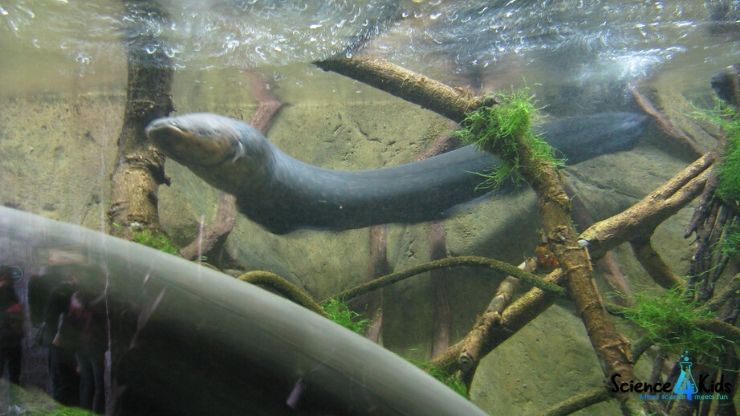 Amazing Facts About Electric Eel | 10 Electric Eel Facts for Kids