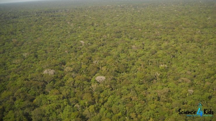 Facts about the Amazon rainforest