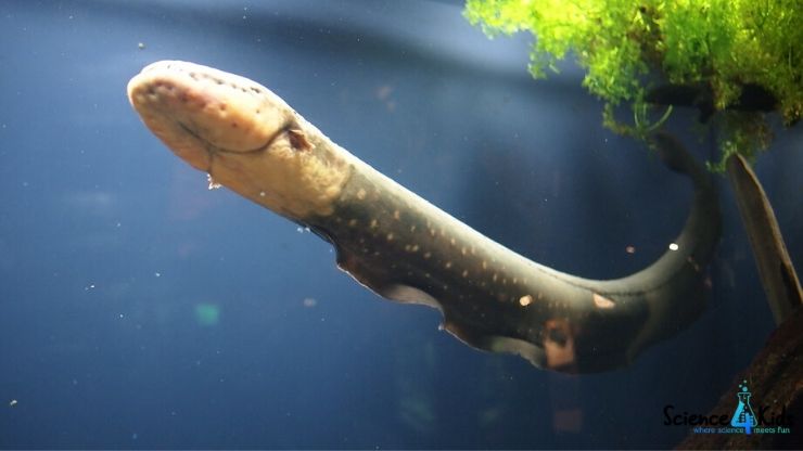 Amazing Facts About Electric Eel | 10 Electric Eel Facts for Kids