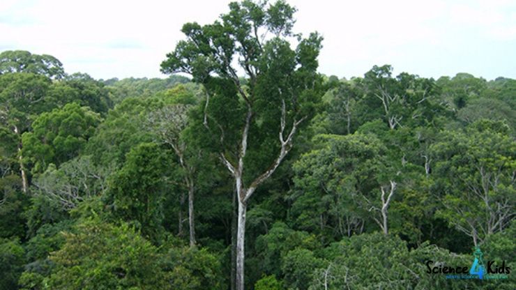 Facts about the Amazon rainforest