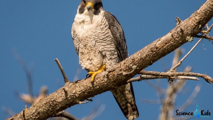 Peregrine falcon