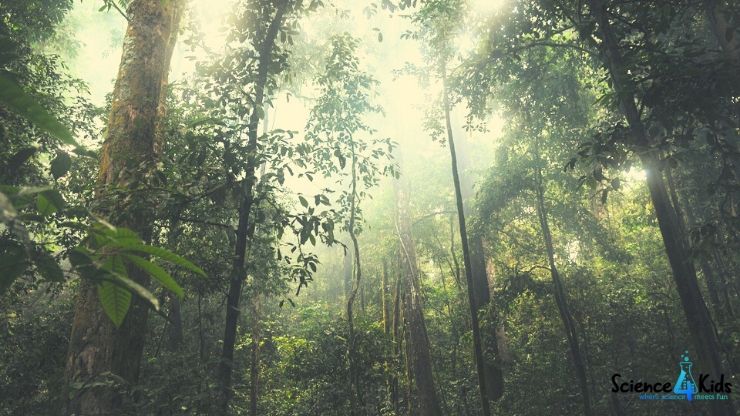 Amazon Forest Quiz