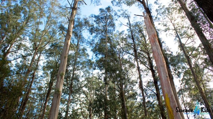 Tall Eucalyptus Trees