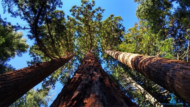 Tallest Trees in the World