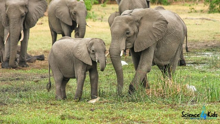 Elephants facts and information
