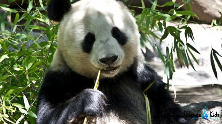 Panda facts for kids