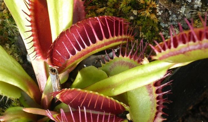 Facts about carnivorous plants