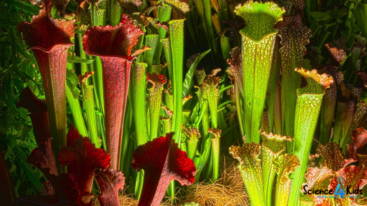 Carnivorous Plant Quiz
