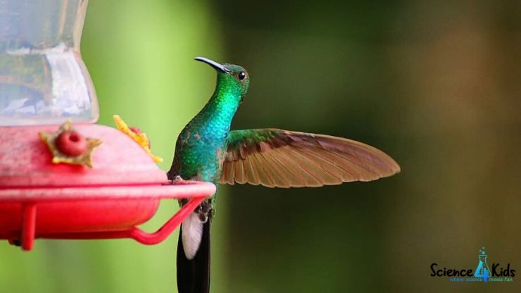 Amazing science news hummingbird