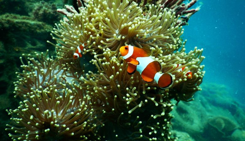 Coral reef quiz