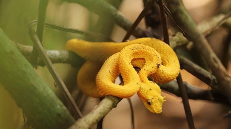 Unique Animals of Amazon Rainforests | Exotic Animals of The Amazon