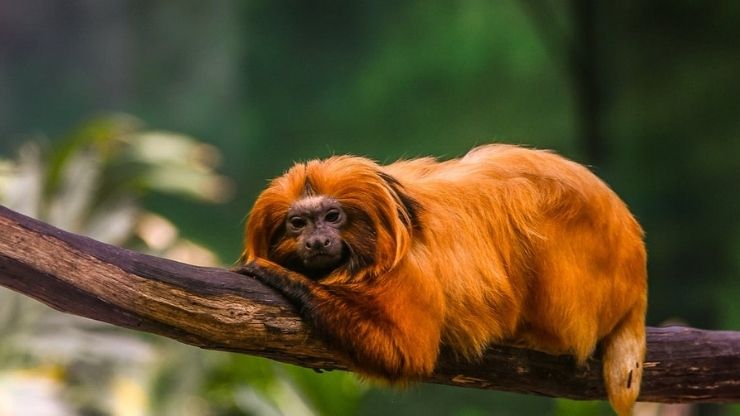 Unique Animals of Amazon Rainforests | Exotic Animals of The Amazon