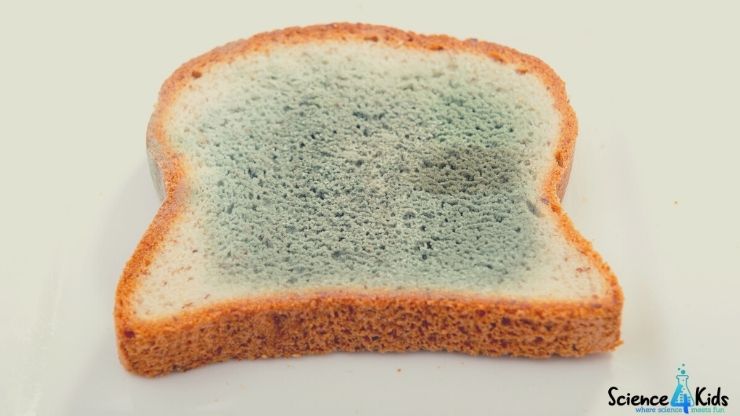 Science Story Time Experiment: Bread and Mold